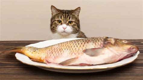 cats like fish|Why Do Cats Like Fish .